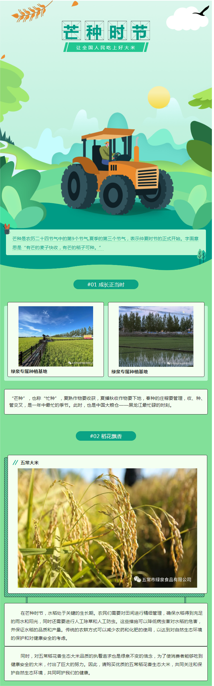 芒種這樣操作，影響水稻產量的70%.png